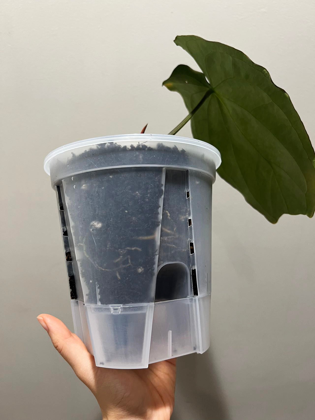 Clear Self-Watering Pot – 4" 5" 6" 7" 8" Sizes | Transparent Plastic Planter for Indoor Plants | Optional Wick + O-Ring