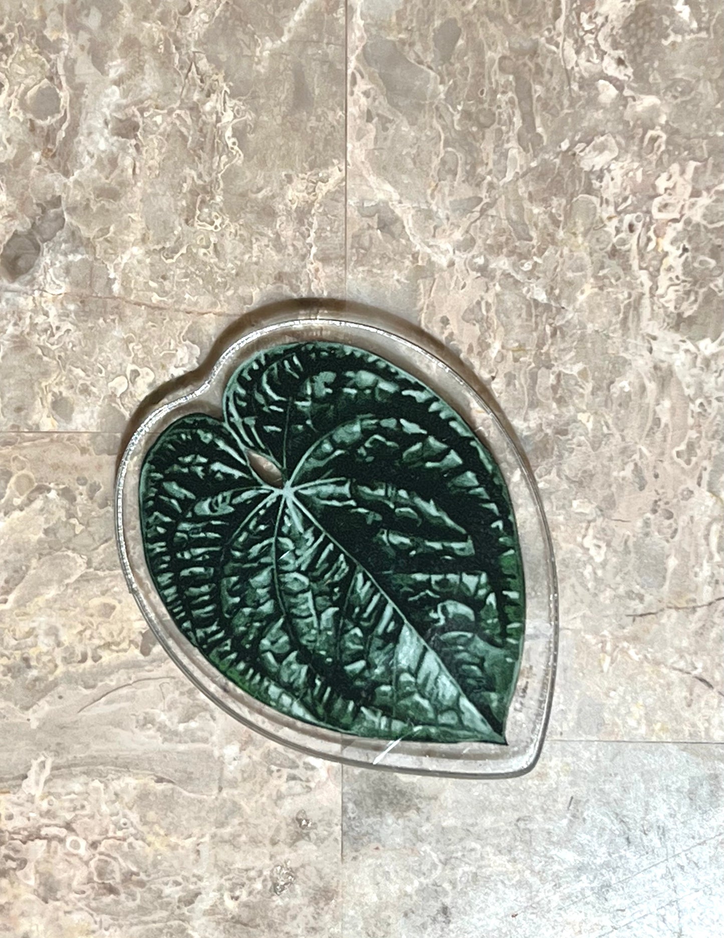 Aroid Rare Plants Refrigerator Magnets