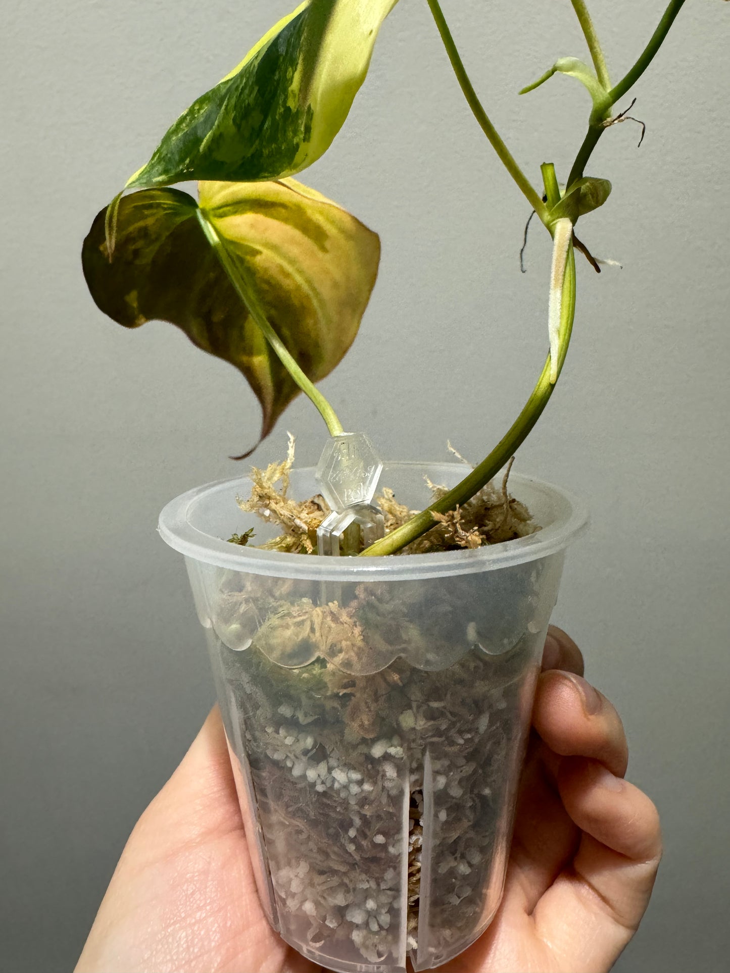 Propagation Pins | Planting Fork | Gardening Plant Clips | Strawberry Plant Fork