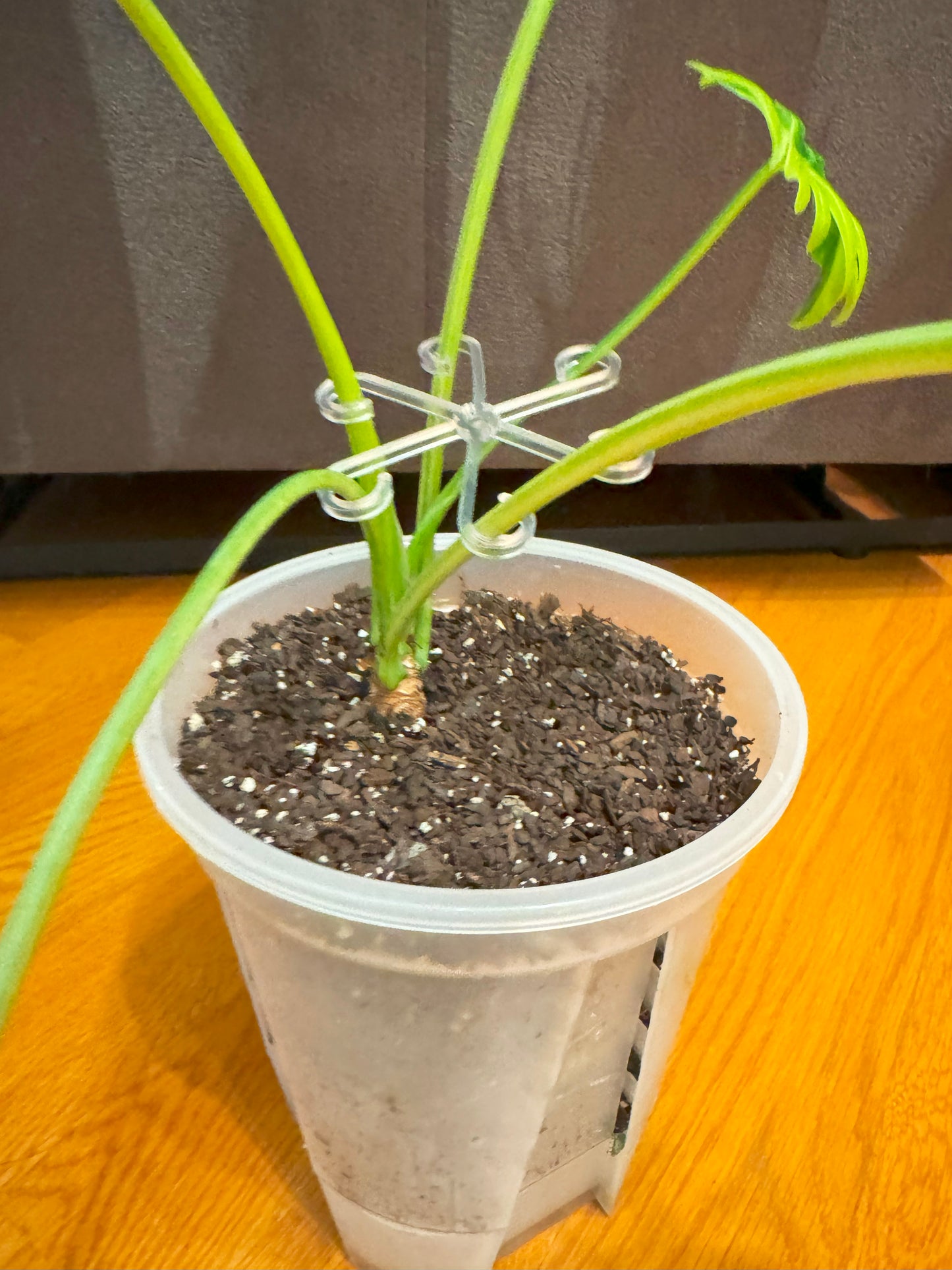 Clear Plant Stem Support Clips – Set of 4 | Transparent Plant Hooks for Climbing & Vining Plants