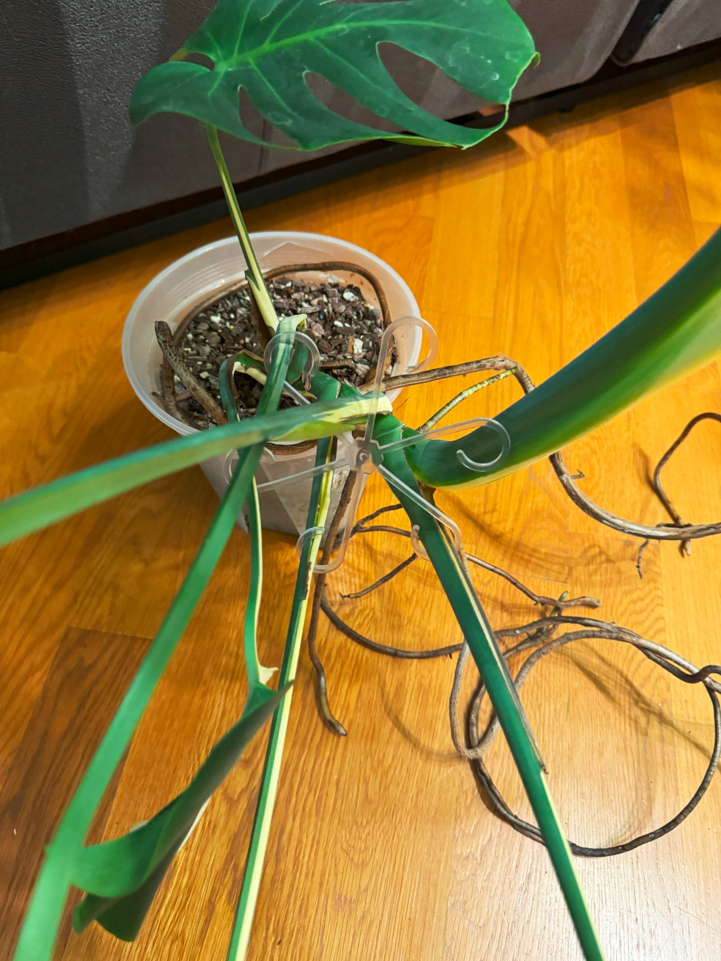 Clear Plant Stem Support Clips – Set of 4 | Transparent Plant Hooks for Climbing & Vining Plants