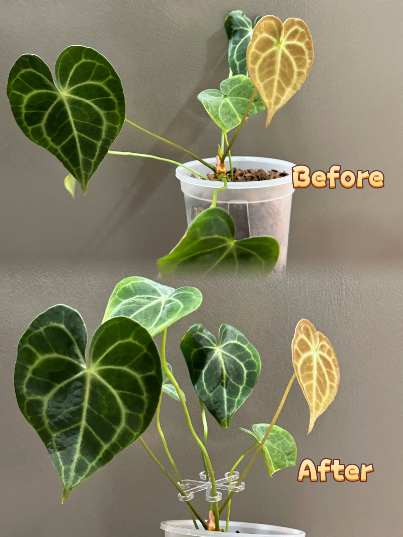 Clear Plant Stem Support Clips – Set of 4 | Transparent Plant Hooks for Climbing & Vining Plants