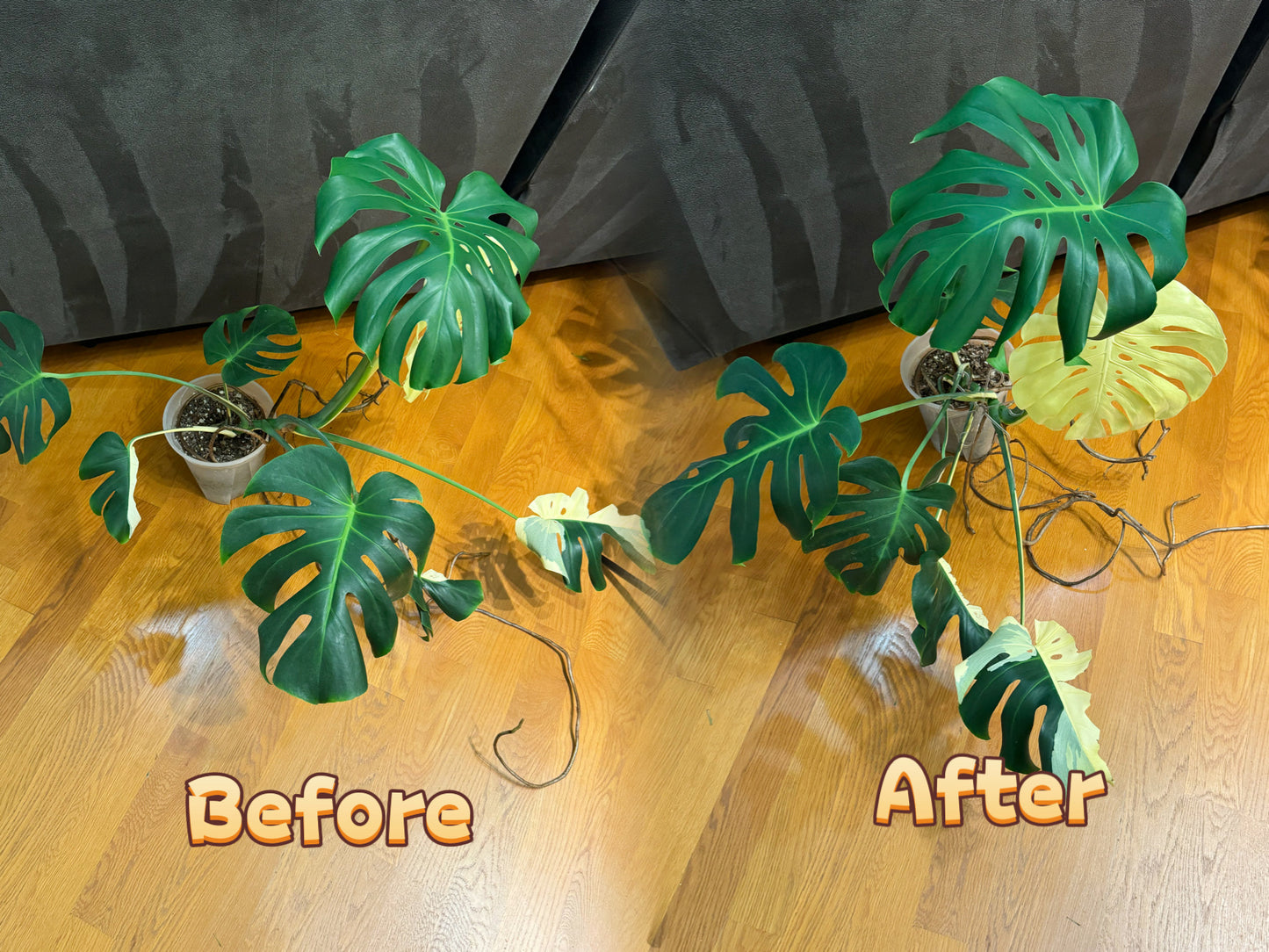 Clear Plant Stem Support Clips – Set of 4 | Transparent Plant Hooks for Climbing & Vining Plants