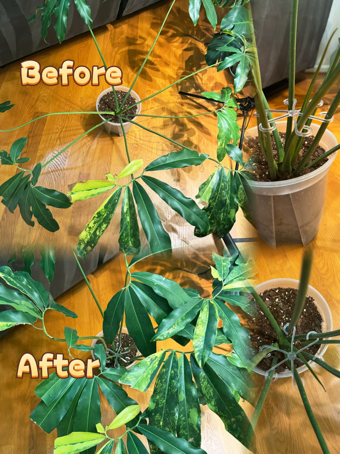 Clear Plant Stem Support Clips – Set of 4 | Transparent Plant Hooks for Climbing & Vining Plants