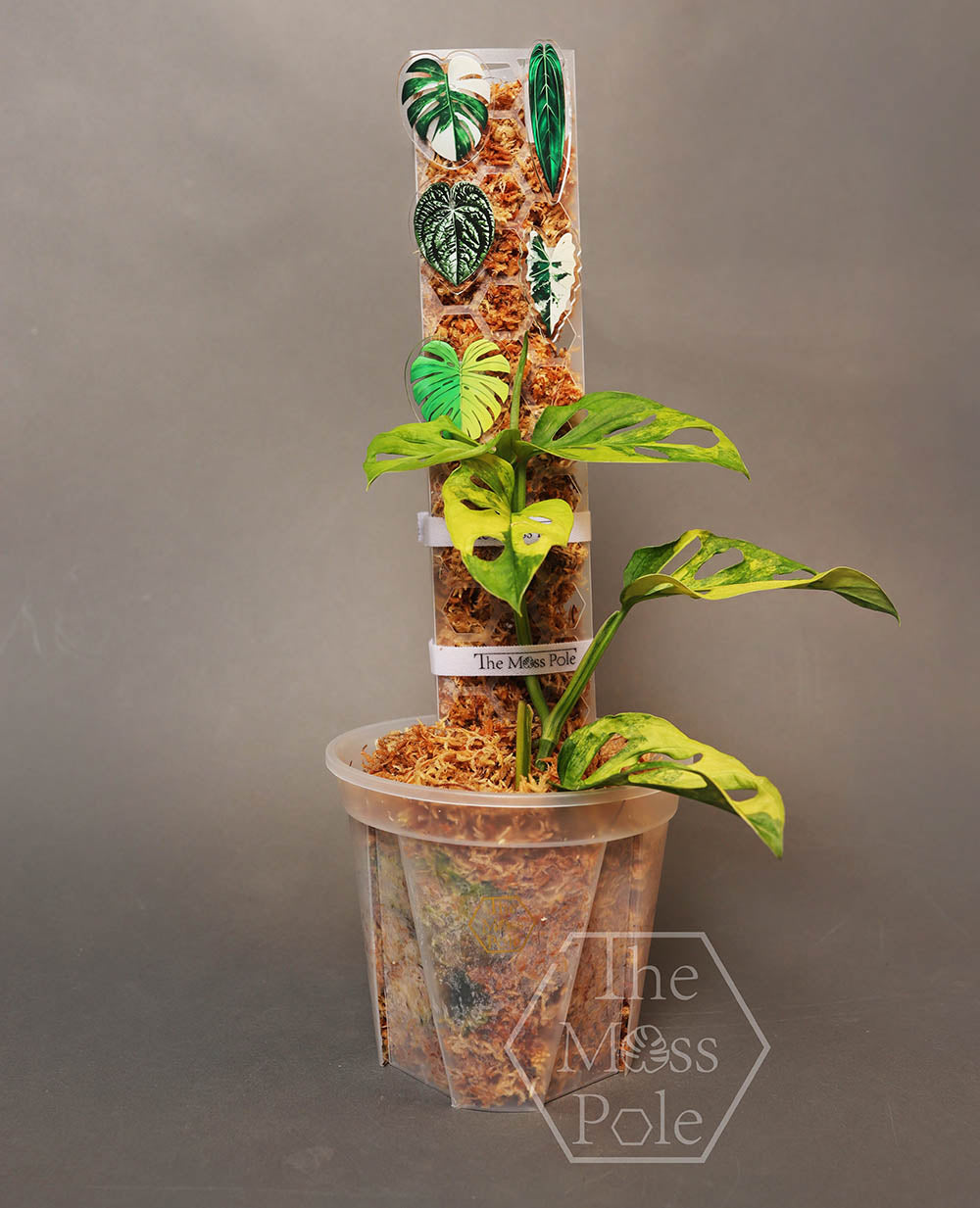 Stackable Moss pole for climbing plants. Clear plant trellis, white plant pole, black plant support