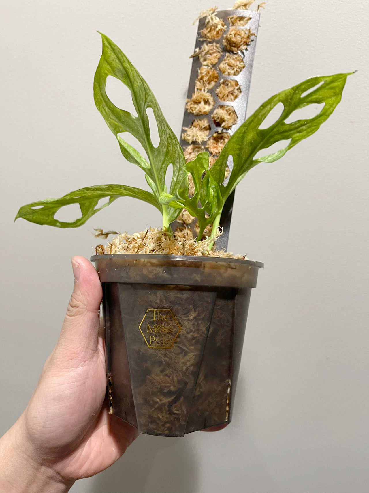 High quality black clear pot with good drainage! 5 inch clear pot 6 inch 7 inch clear pot