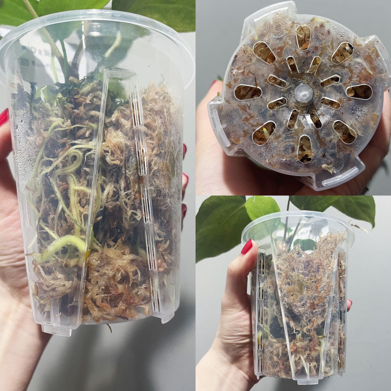 High-Quality Tall Clear Pot with Excellent Drainage β Multi Sizes Available (4" to 11")