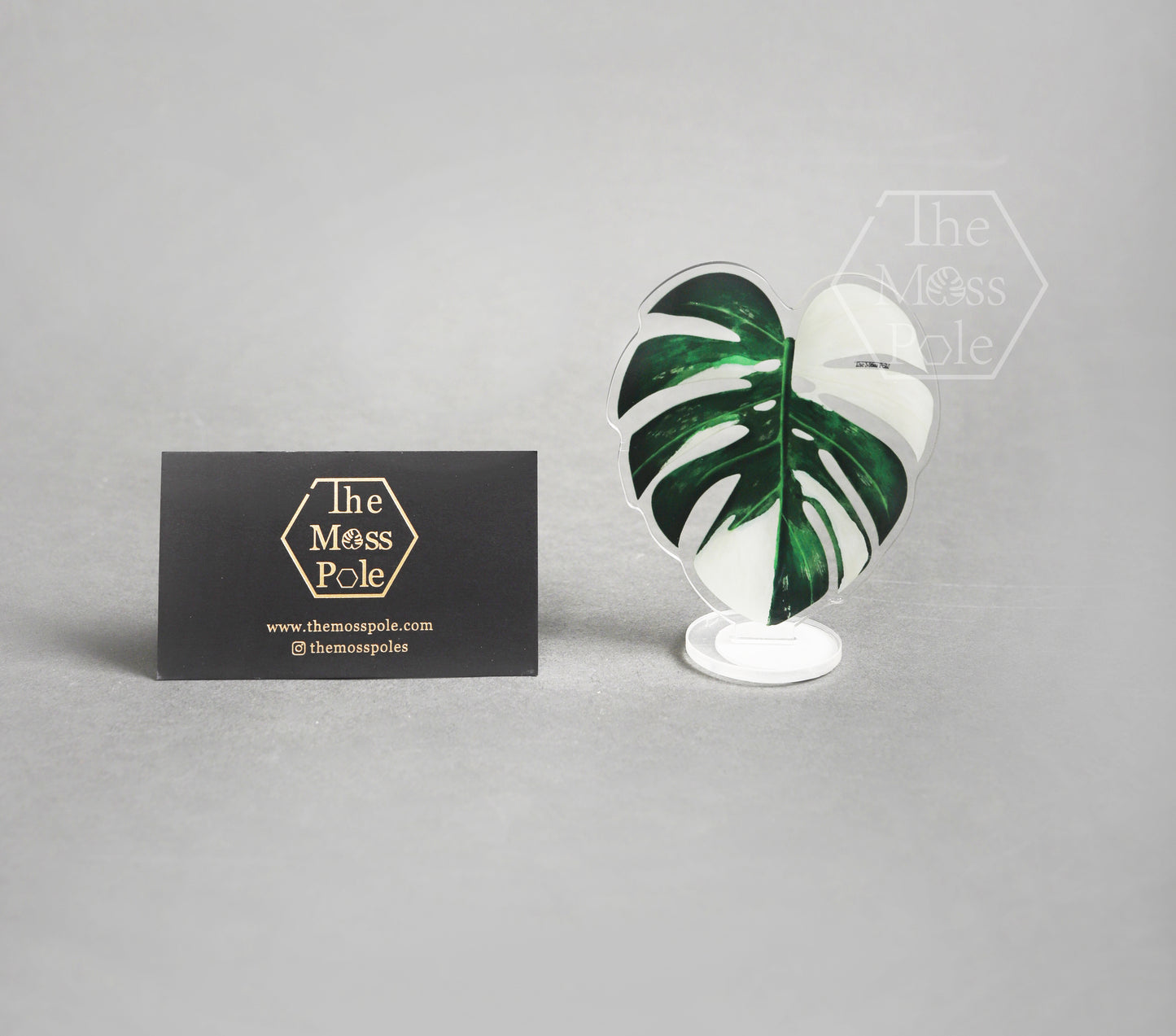 Aroid Rare Plants Ornament