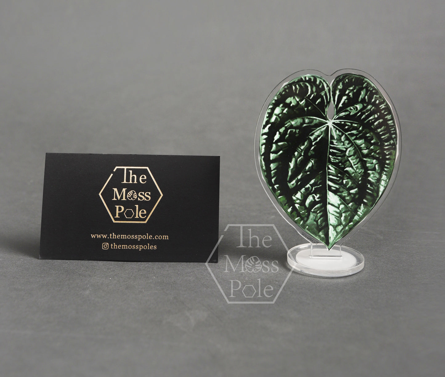 Aroid Rare Plants Ornament