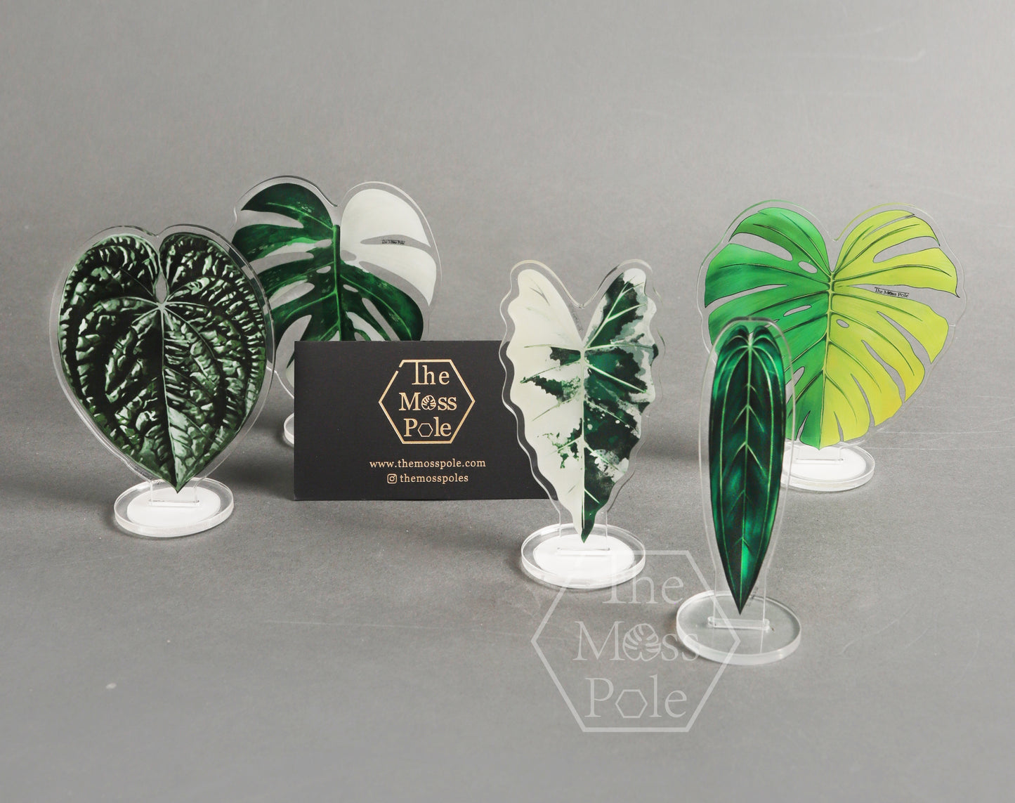 Aroid Rare Plants Ornament