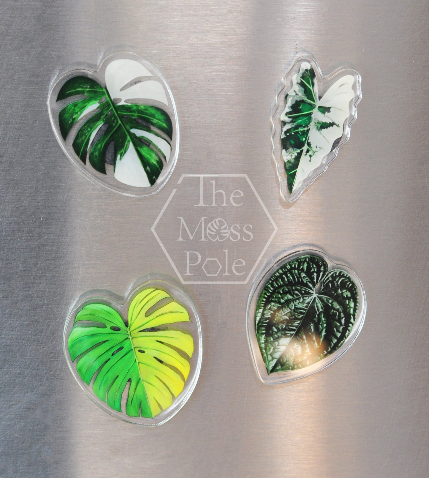 Aroid Rare Plants Refrigerator Magnets