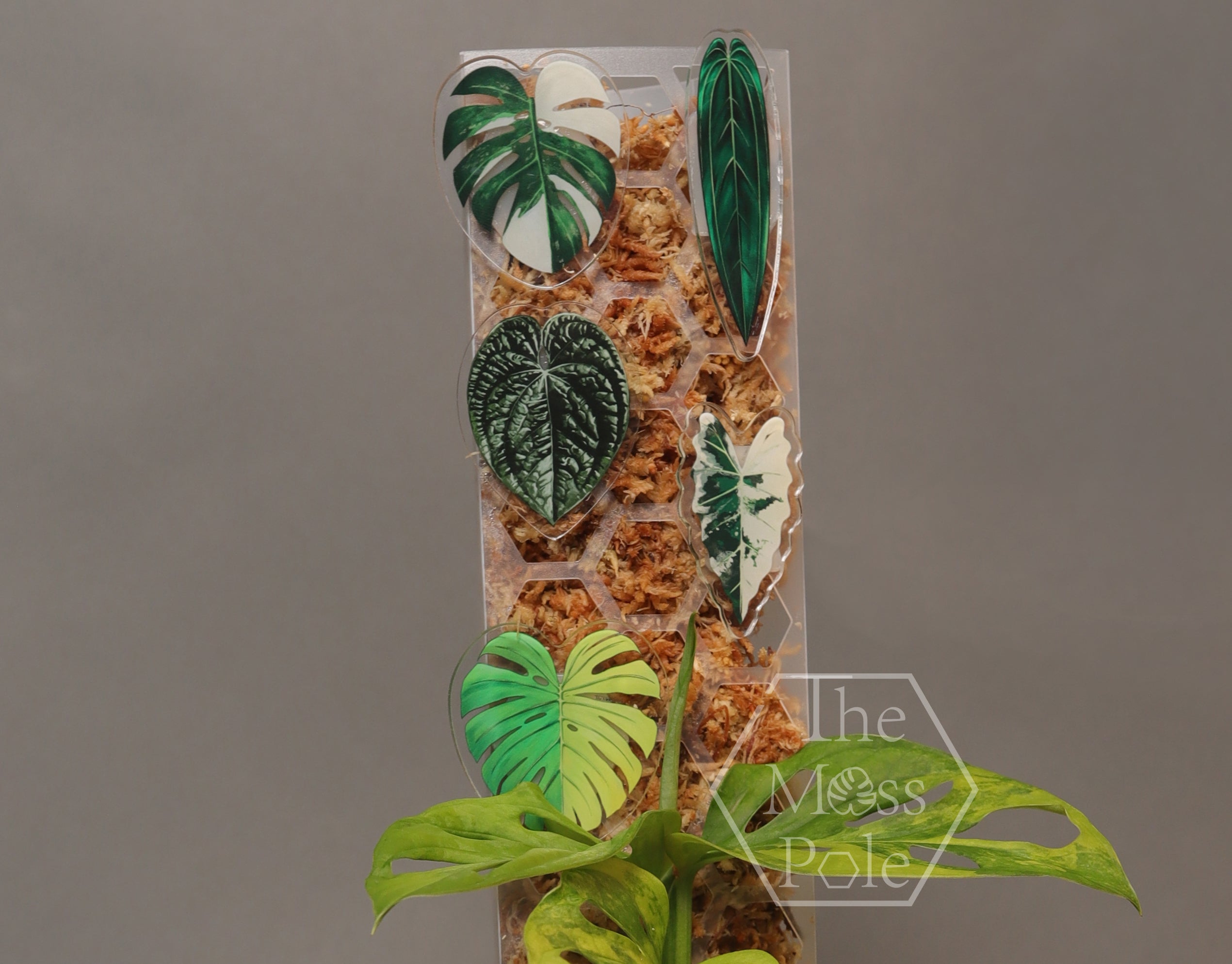 monstera adansonii moss pole Moss Pole Pin