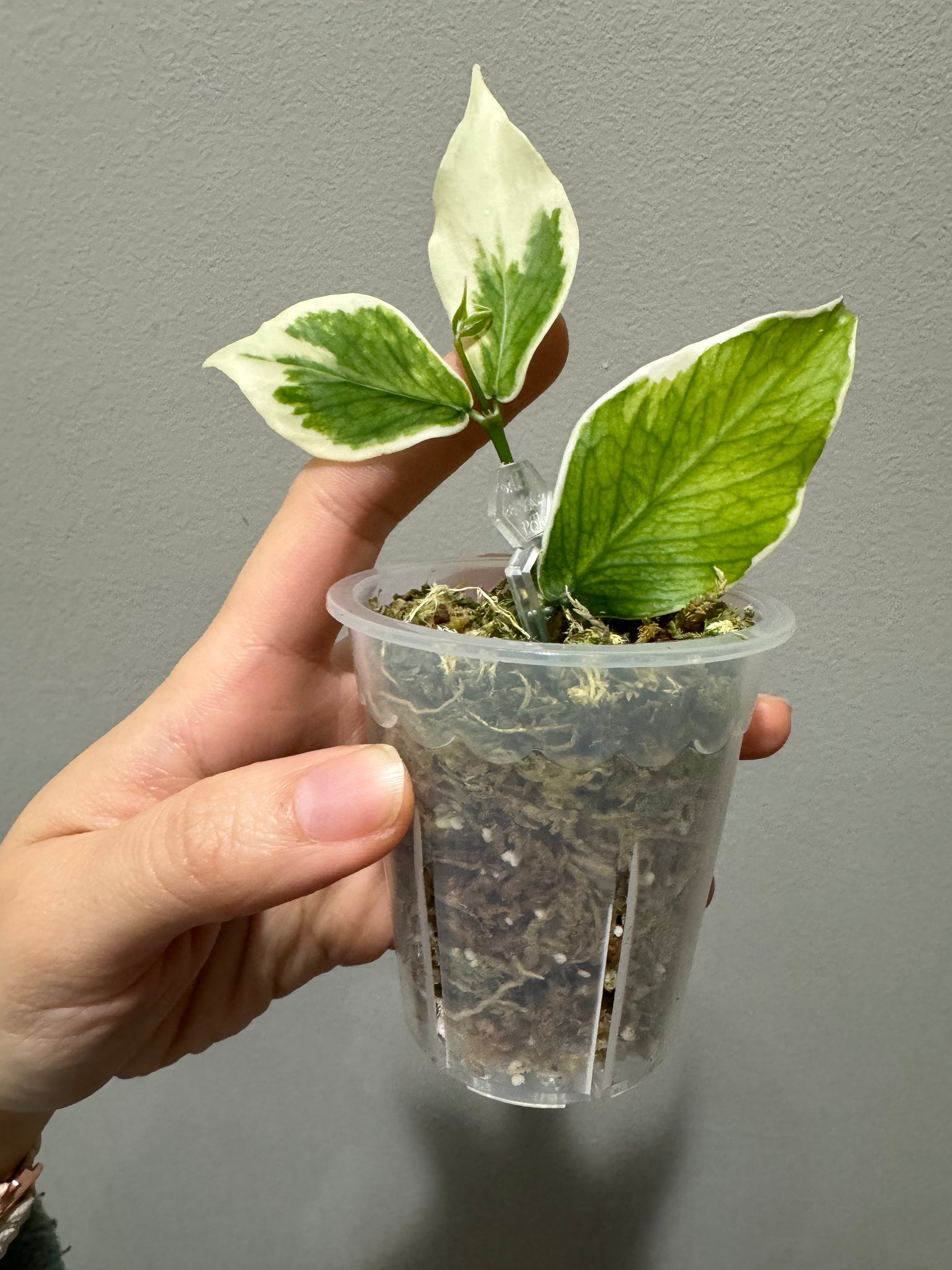 2.5 qt pot plant 2.5 inch Round Clear Pot | Clear Round Small Pot