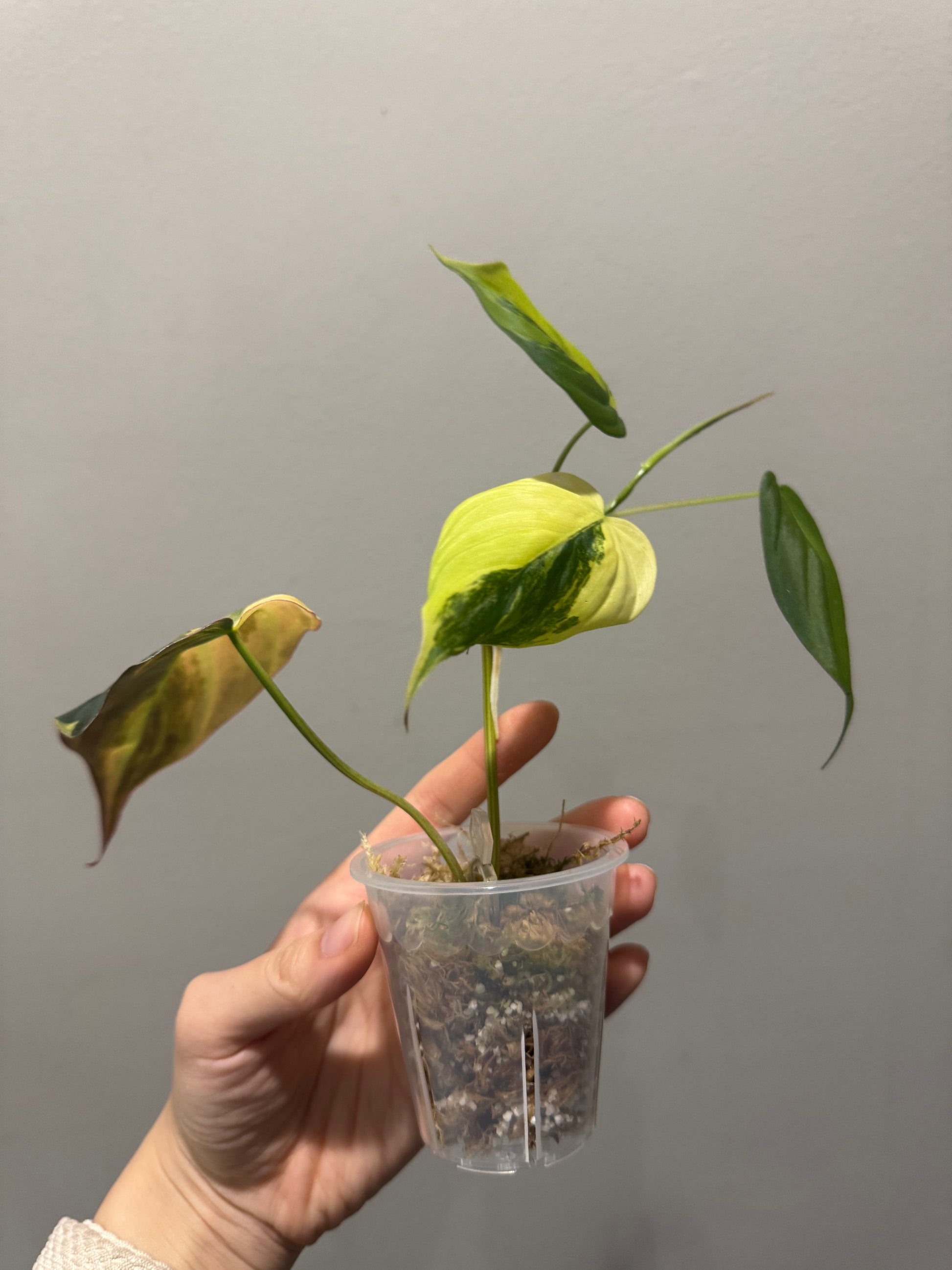 clear pot for plants 2.5 inch Round Clear Pot | Clear Round Small Pot