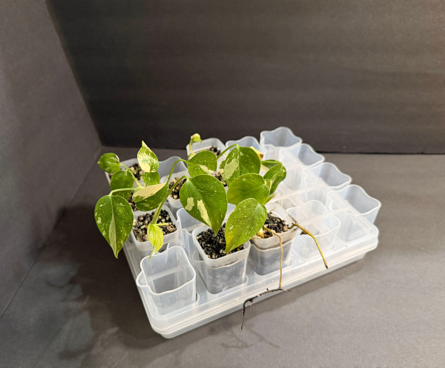 Mini Growing Station Set — 20 Small 2” Pots, Self-Water Bases + Matching Tray | Ideal for Seed Starting & Cuttings