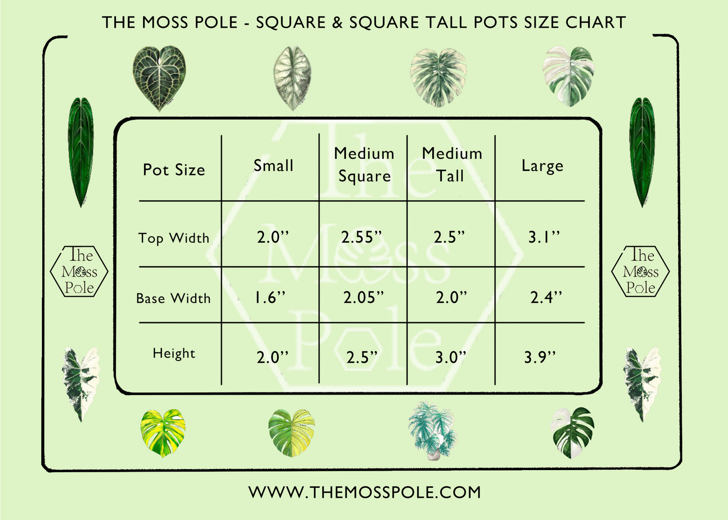 Clear Square Pots and Clear Square Tall Planter Pots — Small / Medium / Large with great airflow and drainage
