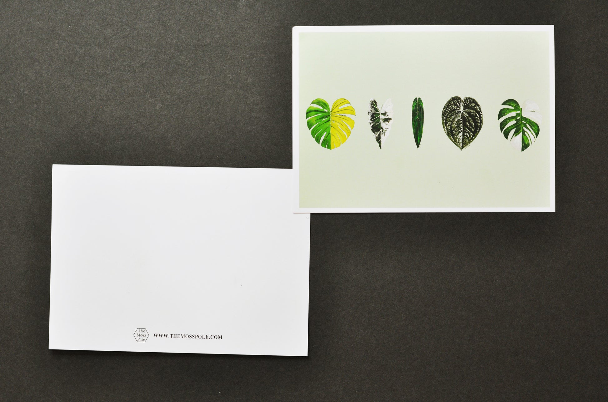Artistic designed Aroid Rare Plants Greeting Card with Envelope The Moss Pole Artistic designed Aroid Rare Plants Greeting Card with Envelope The Moss Pole